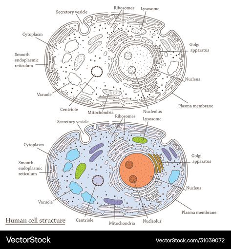 Human Cell Anatomy, Human Cell Structure, Cell Anatomy, Human Cell, Wallpaper Girly, Cell Structure, Anatomy Drawing, Iphone Wallpaper Girly, Free Vector Images