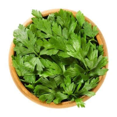 Titan Italian Parsley Info – How To Grow Titan Parsley Plants Curly Parsley, Parsley Plant, Indoor Grow Lights, Italian Parsley, Organic Mulch, Attracting Beneficial Insects, Benefits Of Coconut Oil, How To Dry Rosemary, Herbs Indoors