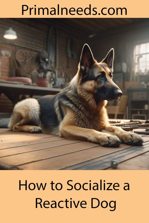 How to Socialize a Reactive Dog: Expert Tips Techniques How To Train A Reactive Dog, Dog Reactivity Training, Reactive Dog Training Tips, Pet Tricks, Puppy Training Guide, Cat Projects, Behavior Tips, Puppy Tips, Pet Things