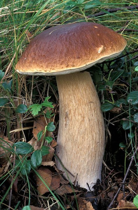 Penny Bun Mushroom, Slime Mould, Wild Mushrooms, Hedgehogs, British Isles, Slime, Stuffed Mushrooms, Trees, Forest