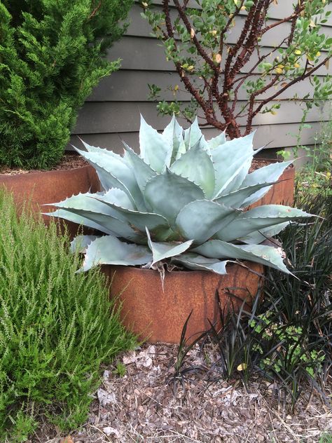 Agave ovatifolia 'Frosty Blue' Agave Ovatifolia, Potted Agave, Arizona Gardening, Inner Sanctum, Potted Plants Outdoor, Dry Garden, Grow Plants, Agave Plant, Succulent Gardening