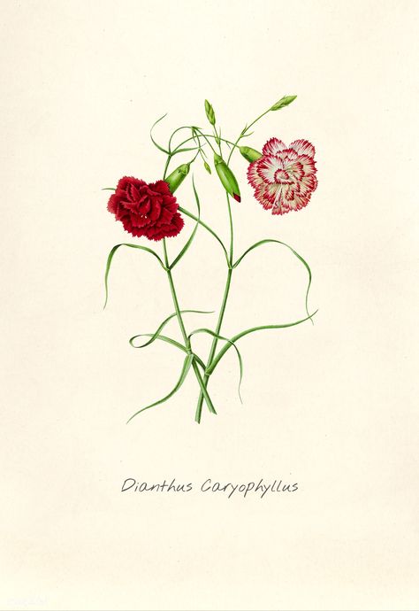 Antique illustration of dianthus caryophyllus | free image by rawpixel.com Dianthus Tattoo, Wildflower Illustration, Vintage Plants, Dianthus Flowers, Dianthus Barbatus, Dianthus Caryophyllus, Free Illustration Images, Plant Science, Line Art Tattoos