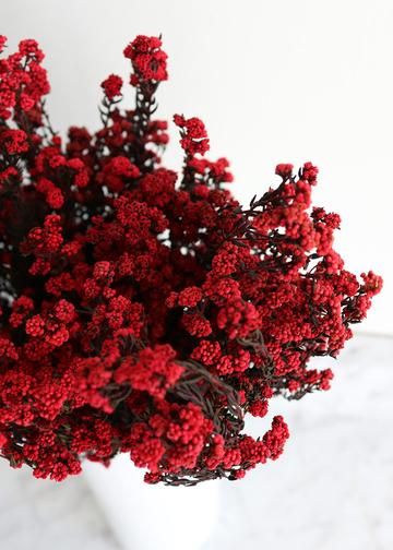 Dried Phylica Filler Flowers in Red - 5-6 oz Bunch - 12"-17" Tall Bundle Dried Red Flowers, Red Asethics, Red Dried Flowers, Diy Fall Wedding Bouquets, Red Bouquets, Lavender And Red, Small Red Flowers, Pretty Wedding Bouquet, Hydrangea Bouquet Wedding