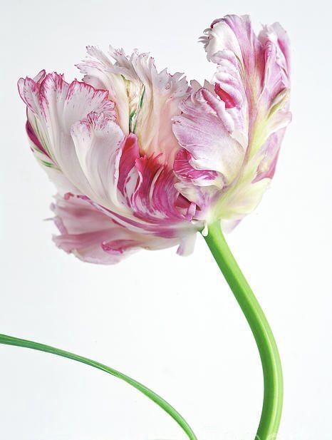 Double Tulips, Flower Close Up, Parrot Tulips, March 20th, Watercolor Flowers Paintings, Botanical Painting, Botanical Watercolor, Flower Art Painting, Arte Floral