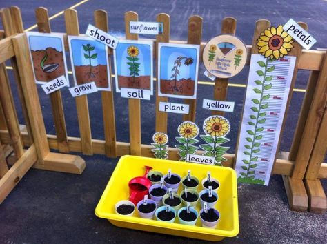 This Life cycle of a sunflower display is a wonderful idea if you don't have much space! Also a great way of taking the lesson out doors. Download all these resources from Twinkl. Sunflower Display, Sunflower Life Cycle, Eyfs Outdoor Area, Preschool Garden, Plants Unit, The Tiny Seed, Eyfs Activities, Nursery Activities, Plant Display