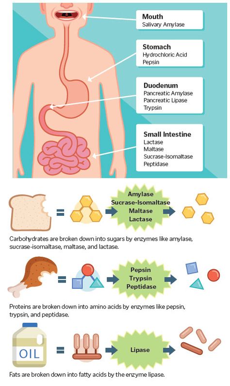 Suffering from heartburn, reflux, and other digestion challenges? Digestive enzymes can be an important step in finding lasting relief. I Experience Life Human Digestive System, Sistem Pencernaan, Human Body Anatomy, Biology Lessons, Teaching Biology, Human Body Systems, Human Anatomy And Physiology, Biology Notes, Medical Anatomy