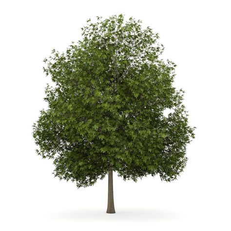 White Ash 1 (Fraxinus americana) 3D Model #AD ,#Ash#White#Fraxinus#Model White Ash Tree, Green Ash Tree, Feather Wallpaper, Rowan Tree, Japanese Tree, Business Card Template Psd, Acacia Tree, Ash Tree, Model Tree