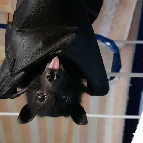 Bat Pics, Feeling Mischievous, Cute Bats, Bat Animal, Fruit Bat, Baby Bats, Nick Sturniolo, Cute Bat, Black Bat