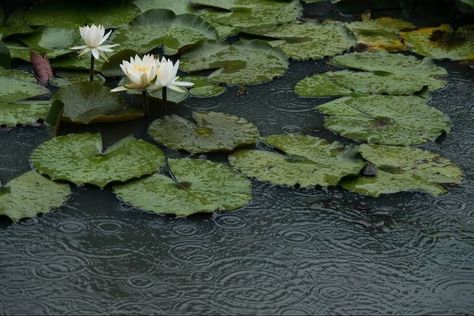 Water Lily Aesthetic, Pond Aesthetic, Lily Pond, Nature Aesthetic, Water Lilies, Green Aesthetic, Photography Inspo, Lily Pads, Aesthetic Photo