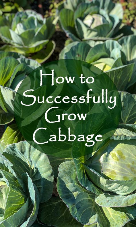 Cabbage Plants In Pots, How To Grow Cabbage From Seed, Planting Cabbage Plants, How To Plant Cabbage Plants, Growing Cabbage Plants, Growing Cabbage From Seed, Growing Cabbage In Containers, Ornamental Cabbage Planter, How To Grow Cabbage