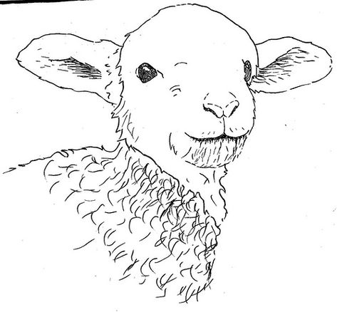 Lamb drawing | sketch in progress of one of last years lambs… | Newham Grange Country Farm | Flickr Lips Drawings, Modeling Face, Lamb Drawing, Creativity Drawing, Sheep Drawing, Eye Drawings, Draw Lips, Easter Drawings, Drawing Anatomy