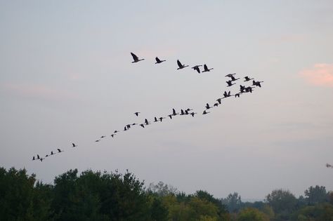 A sure sign of Spring....Migrating Canada Geese Flying North Geese Flying, Canadian Geese Flying, Birds Migration, Canada Geese Flying, Group Of Birds Flying, Wild Geese Illustration, Geese Flying In Formation, Birds Flying In Formation, Flight Patterns