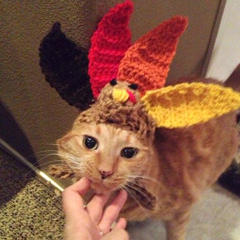 Thanksgiving Cat, Pet Turkey, Happy Thanksgiving Pictures, Pet Costumes Cat, Happy Thanksgiving Images, Turkey Hat, Thanksgiving Pictures, Cute Thanksgiving Outfits, Thanksgiving Images