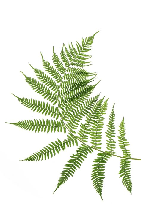 Fern Reference, Pretty Girl Tattoos, Fern Photography, Fern Drawing Botanical Illustration, Fern Scientific Illustration, Lady Fern, Mary Jo Hoffman, Fern Images, Fern Tattoo