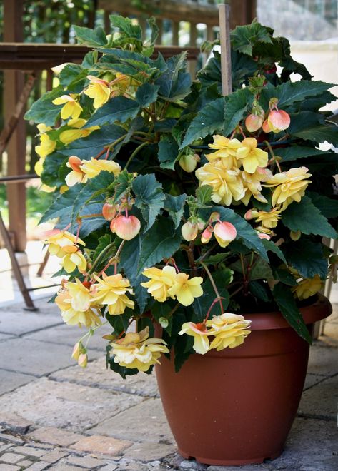 Gardening 101: Tuberous Begonias - Gardenista Jungle Courtyard, Tuberous Begonia, Garden Centerpiece, Garden Wood, White Flower Farm, Gardening 101, Flower Care, Garden Tours, Cactus Y Suculentas