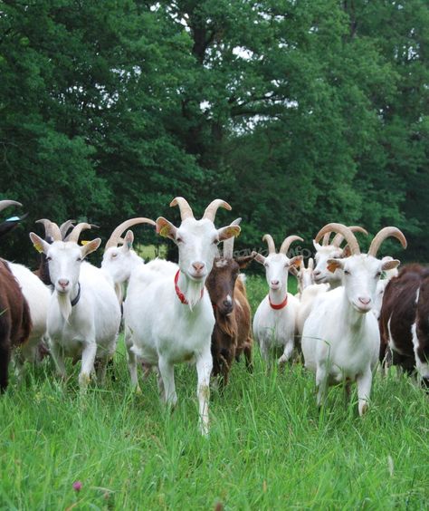 Goat ~ via 'French Farm Animals' ~ Google Farm Goats, Sheep And Goat, Goat Herding, Country Photography, Livestock Farming, Dairy Cattle, Farm Lifestyle, Dairy Goats, Cute Goats