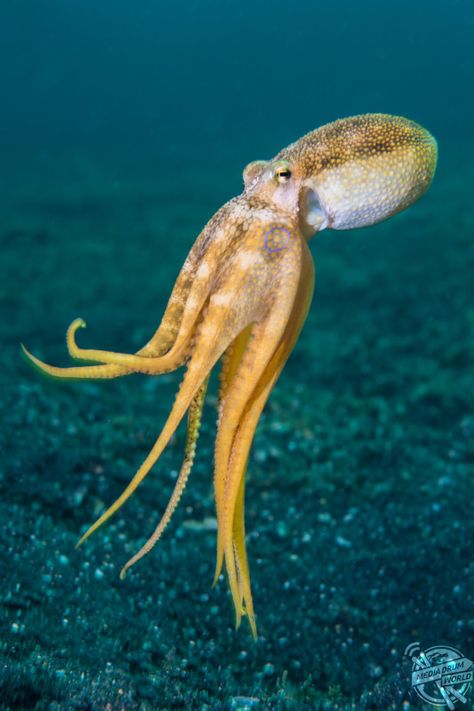 Octopus Photography, North Sulawesi, Fauna Marina, Sea Floor, Octopus Art, Beautiful Sea Creatures, Aquatic Animals, Ocean Creatures, Nature Photographs