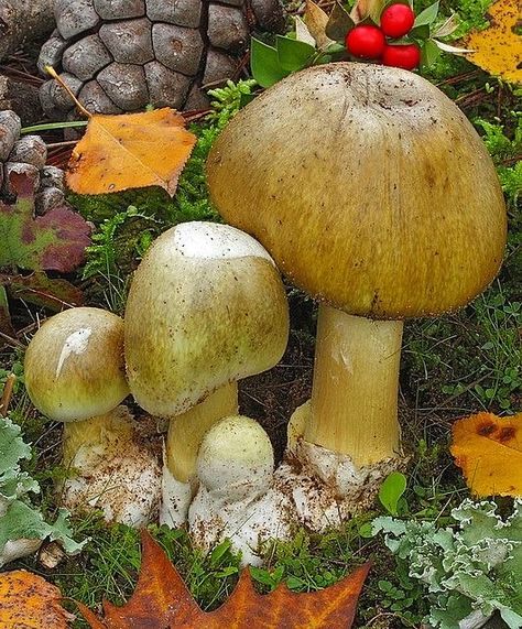 Amanita Phalloides, Types Of Mushrooms, Edible Fungi, Mushroom Lamps, Mushroom Fungi, Mushroom Lamp, Wild Mushrooms, Activated Charcoal, Nature Flowers