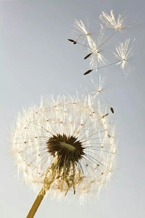 ♡ Whats Wallpaper, Dandelion Art, Blowing In The Wind, Dandelion Wish, Dandelion Flower, Healing Herbs, Mother Earth, Nature Beauty, The Wind