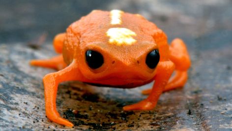 Here’s why pumpkin toadlets are such clumsy jumpers | Science News Orange Frog, Southern Illinois University, See And Say, Cabbages, Frog And Toad, Science News, Itty Bitty, Amphibians, Frogs