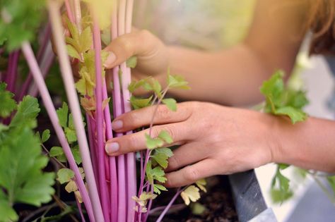 Johnny Appleseed Organic™️ on Instagram: “Visitors to our urban garden are often shocked by the size and intense color of our Chinese pink celery. Even @bakercreekseeds…” Garden Homestead, Plant Breeding, Johnny Appleseed, Heirloom Vegetables, Apple Seeds, Seasonal Garden, Local Produce, Heirloom Tomatoes, Heirloom Seeds