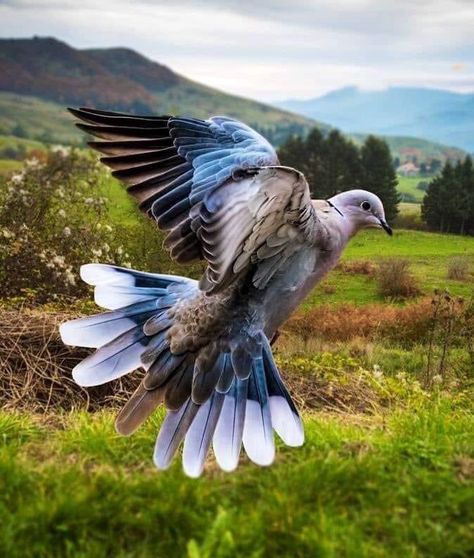 Dove Pigeon, Turtle Dove, Animal Totems, Pretty Birds, Alam Yang Indah, Colorful Birds, Bird Photography, Bird Watching, Nature Pictures