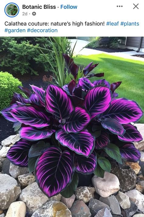 Gothic Planter Ideas, Goth Garden Decor, Goth Garden Ideas, Evil Plants, Gothic Plants, Goth Plants, Creepy Garden, Calathea Roseopicta, Witchy Garden