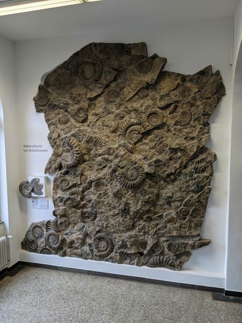 Pavement of Arietites (Jurassic ammonites) found in Bodelhausen is about 195 million years old. At over 3m tall, it is a brilliant accumulation of ammonite & conch fossils. Fossil Decor Interior Design, Fish Museum, Biomimicry Architecture, Sea Fossils, Fossil Museum, Fossil Art, Dinosaur Museum, House Mold, Barbershop Design