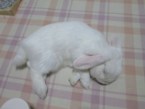 Lop Bunny, Holland Lop, Bunny Bunny, Blue Eyed, White Rabbit, On The Floor, The Floor, Not Mine, Holland