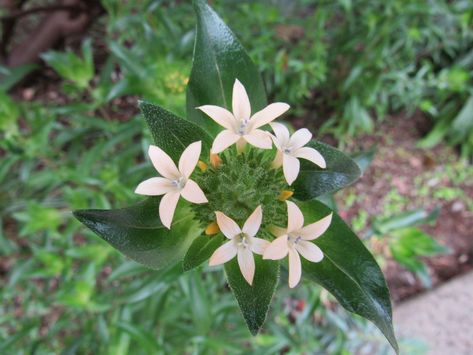 Native plants are essential to an Oregon garden: Here’s how to help them thrive Oregon Gardening, Zone 8b, Oregon Garden, Seed Dispersal, Endangered Plants, Pollinator Plants, Plant Zones, Shade Flowers, Spring Bulbs