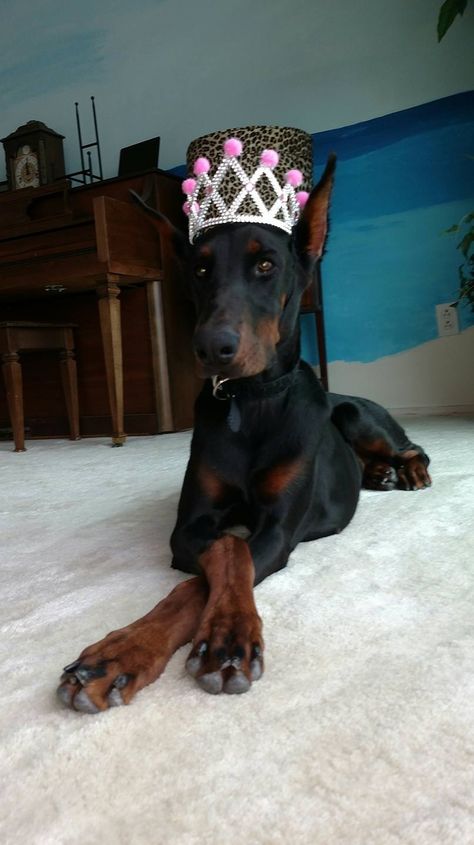 N/A Doberman Princess, Doberman Pinscher Funny, Black Doberman, Doberman Pinscher Puppy, Amazing Halloween Costumes, Doberman Love, Doberman Pinscher Dog, Dangerous Dogs, Doberman Puppy