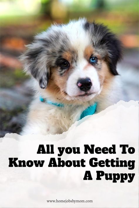 Puppy Training Schedule, Puppy Obedience Training, House Training Puppies, Puppy Proofing, House Training Dogs, Dog Training Advice, Puppy Training Tips, Best Dog Training, Dog Health Care