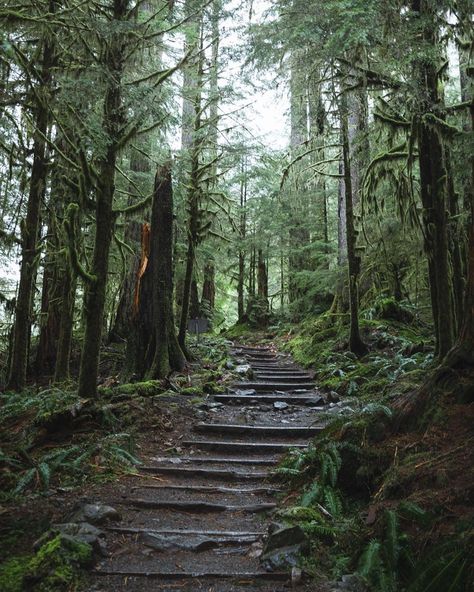 James Lloyd, Lloyd Cole, Olympic National Forest, Olympic National Park Washington, National Parks Usa, Olympic National Park, Walk In The Woods, Tree Forest, Credit Score