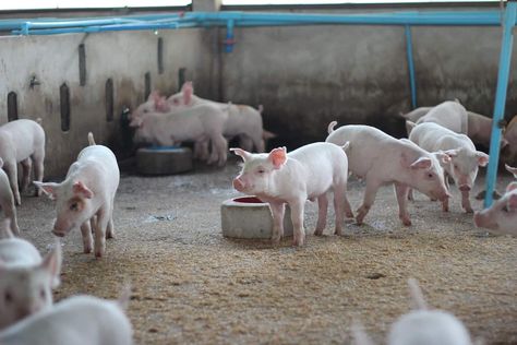 Raising Pigs on Concrete: The Pros and Cons to Consider Meal Worms Raising, Pig Waterer, Hog Farm, Pig Breeds, Raising Pigs, Pigs Eating, Pig Pen, Big Farm, Urban Chickens