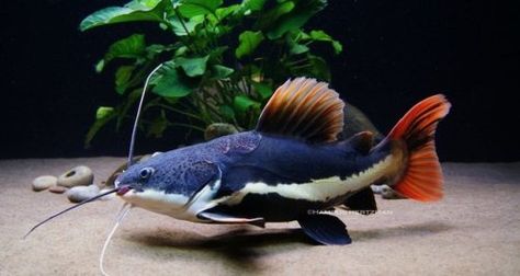 @AquariumTalks: Red Tailed #Catfish is a is a #monsterFish ...   @AquariumTalks: Red Tailed #Catfish is a is a #monsterFish  that can grow to be a huge fish. They look cute and gentle when small but once they grow willing to gobble up anything that fits mouth.  #AquariumTalks #Fish #Pets #FishTank #FishFacts https://t.co/PrTJ9ANl0j  baffinbay baffin bay baffin_bay Baffin Bay baffin bay rod and gun BaffinBayRodandGun Baf Red Tail Catfish, Monster Fishing, Freshwater Aquarium Fish, Underwater Creatures, Fish In A Bag, Aquatic Animals, Saltwater Aquarium, Beautiful Fish, Aquarium Fish Tank