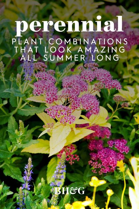 This list of best perennial plant combinations will help you create the most eye-catching pairing and fill your garden with color throughout the seasons. #gardening #gardenideas #perennialtips #flowerpairings #perennialgarden #bhg Mixed Perennial Border, Garden Flower Combinations, Outdoor Plant Combinations, Perennial Plant Combinations, Flower Bed Color Combinations, Plant Pairings Companion Gardening, Colorful Shade Garden, Plant Combinations Landscape Design, Garden Color Combinations