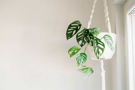 How to make a macrame plant hanger Types Of Air Plants, Best Indoor Hanging Plants, Best Air Purifying Plants, Money Tree Plant, Hanging House, Farmhouse Kitchen Remodel, Best Perennials, Tuscan Design, Mini Bouquet