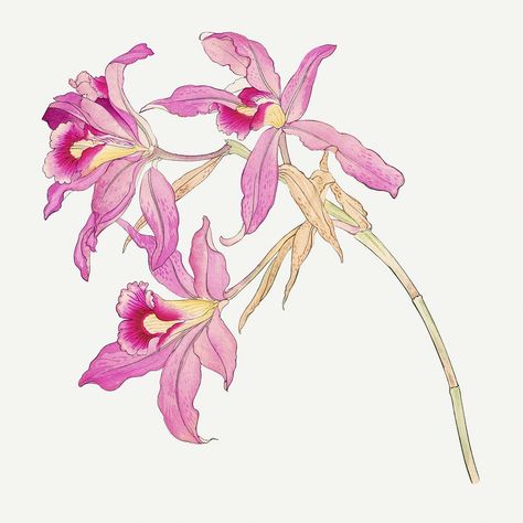 Pink laelia orchid illustration, vintage Japanese art | premium image by rawpixel.com Laelia Orchid, Orchid Illustration, Orchid Drawing, Vintage Japanese Art, Plants Illustration, Orchid Tree, Flowers Illustration, Flower Plants, Floral Poster