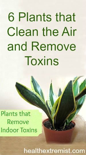 Indoor Plants That Remove Toxins - Add these plants to your bedroom to clean the air and remove toxins! #healthy #plants #improveair #airquality #removetoxins Calathea Warscewiczii, Clean Hacks, Air Cleaning Plants, Air Purifying Plants, Remove Toxins, Air Purifying, Plants Indoor, House Plants Indoor, Indoor Gardening