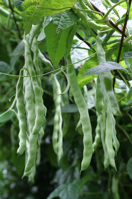 Lazy Housewife, Heirloom Gardening, Snap Beans, Bean Pods, Pole Beans, Content Page, Tristan Da Cunha, Edible Garden, Pitcairn Islands