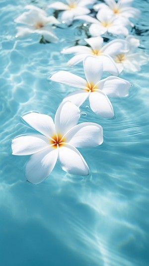 Plumeria Flowers Wallpaper, Plumeria Wallpaper, Blue Flower Petals, Frangipani Flower, Phone Things, Thank You Images, Hawaiian Lei, Png Stickers, Plumeria Flowers