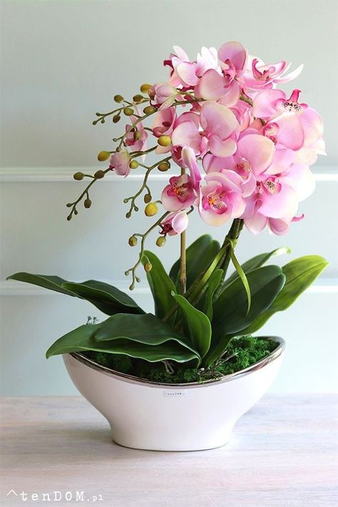 Orchids Care, Orchid Plant Care, Orchid Flower Arrangements, نباتات منزلية, Growing Orchids, Orchid Arrangements, The Orchid, Plant Decor Indoor, Orchid Flowers