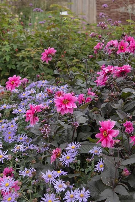 Zinnias And Dahlias Garden, Dahlias In Containers, Dahlia Garden Layout, Dahlia Garden, Zinnia Companion Plants, Liatris Companion Plants, Planting Dahlia Tubers, Lantana Companion Plants, Dahlia Companion Plants