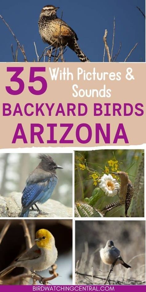 35 backyard birds in Arizona seen on your feeders with pictures for identification, what to feed them, and bird calls and songs Birds Of Arizona, Backyard Arizona, Birds Pics, Arizona Birds, Backyard Birds Watching, Arizona Garden, Arizona Backyard, Bird Breeds, Arizona Gardening