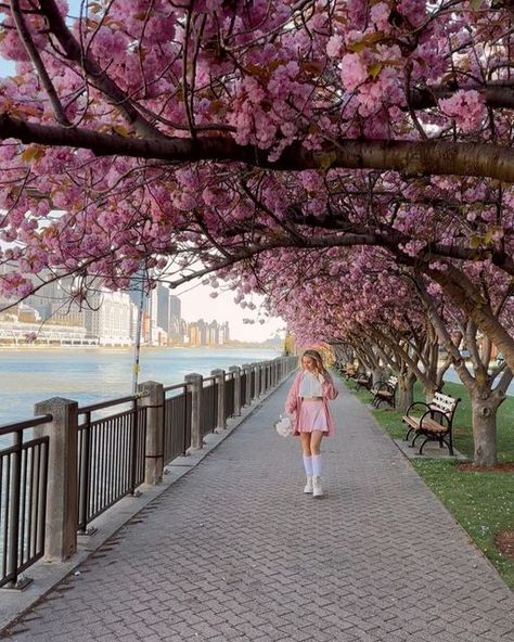 Your Photographer in New York on Instagram: "#roosveltisland 🩷🌸🌸🌸 #cherryblossom #nyc #manhattanskyline #newyork #cherryblossom" New York In April, Manhattan Skyline, April 27, Cherry Blossom, Photo Ideas, Blossom, Cherry, New York, Photographer