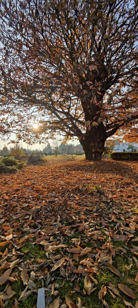 University of Kashmir Autumn Kashmir, Kashmir Wallpaper, Autumn Scenery, Srinagar, Aesthetic Videos For Edits Love, Nature Gif, Fall Photos, Beautiful Hijab, Aesthetic Videos