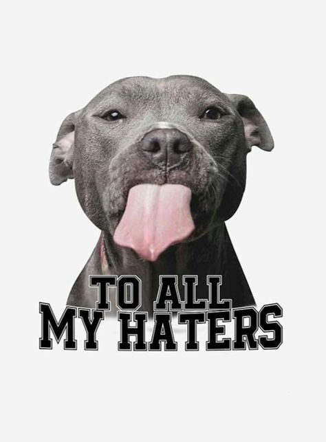 Pitbull Wallpaper, Haters Funny, To All My Haters, Pitbull Quotes, Funny Pitbull, Dog Memorial Tattoos, Pitt Bulls, Pitbull Art, Pitt Bull