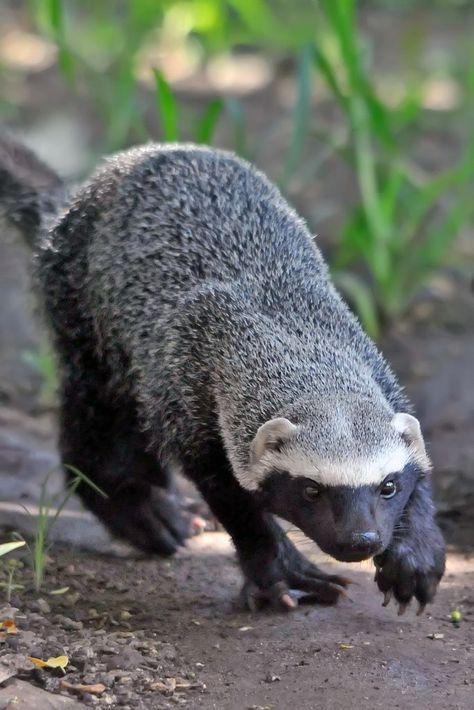 The Greater grison (Galictis vittata), is a species of mustelid native to South and Central America.  Other mustelids include the otter, badger, weasel, marten, ferret, stoat, mink and wolverine. Homemade Bracelet, Plaster Hands, Honey Badger, Unusual Animals, Bracelet Display, African Animals, Recycled Crafts, Animal Planet, An Animal