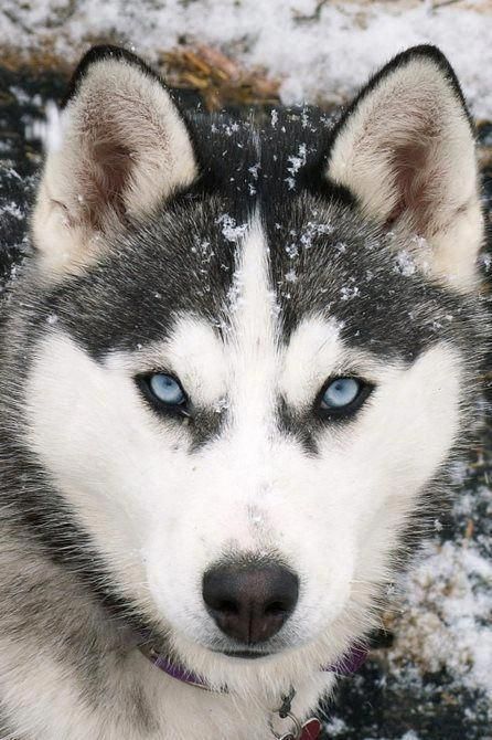 14 Photos Of Huskies And Eyes That You Will Never Forget | PetPress Tattoo Ideas Dog, Husky Grooming, Siberian Husky Training, Husky Training, Husky With Blue Eyes, Alaskan Malamute Puppies, Dogs Tattoo, Regard Animal, Dog Tattoo Ideas