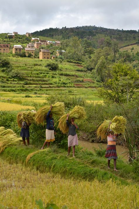 Rice cultivation in Madagascar Rice Cultivation, Resort Design Plan, Gap Year Travel, Indian Village, Resort Design, Gap Year, Village Life, Design Planning, Indian Ocean